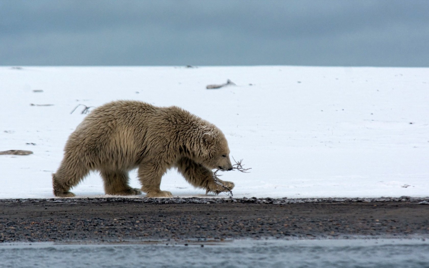 Обои природа, фон, полярный медведь, медведь, белый медведь, nature, background, polar bear, bear разрешение 1920x1080 Загрузить