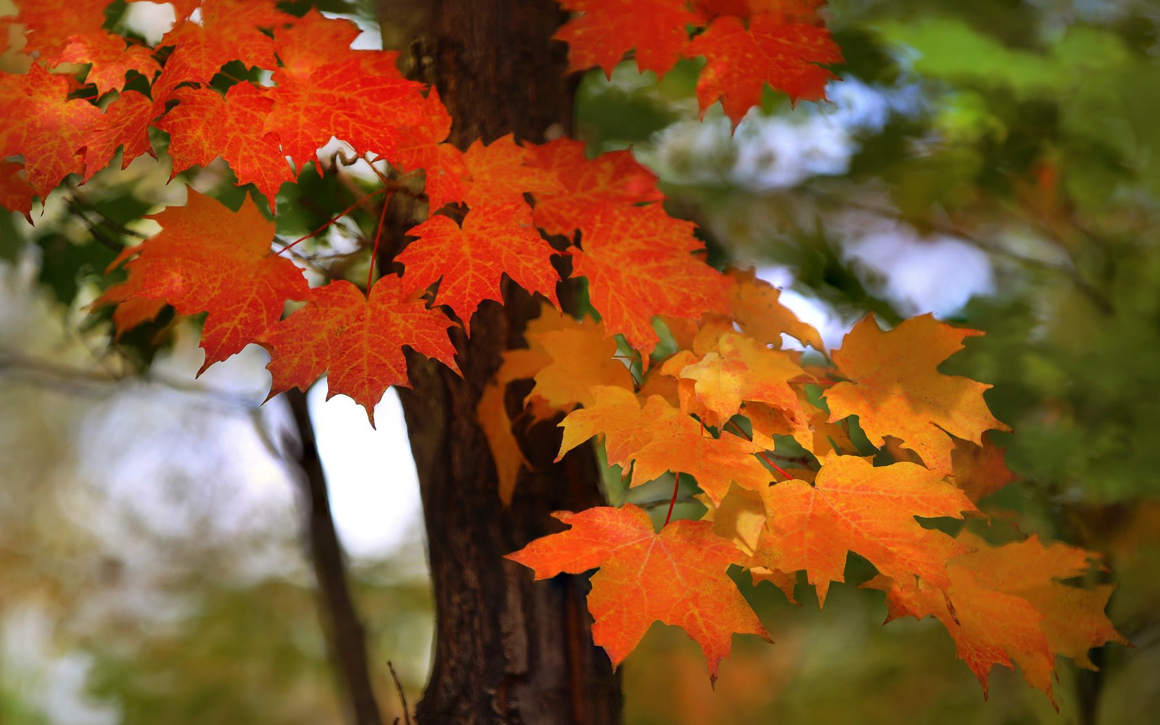 Обои природа, листья, осень, nature, leaves, autumn разрешение 2048x1365 Загрузить