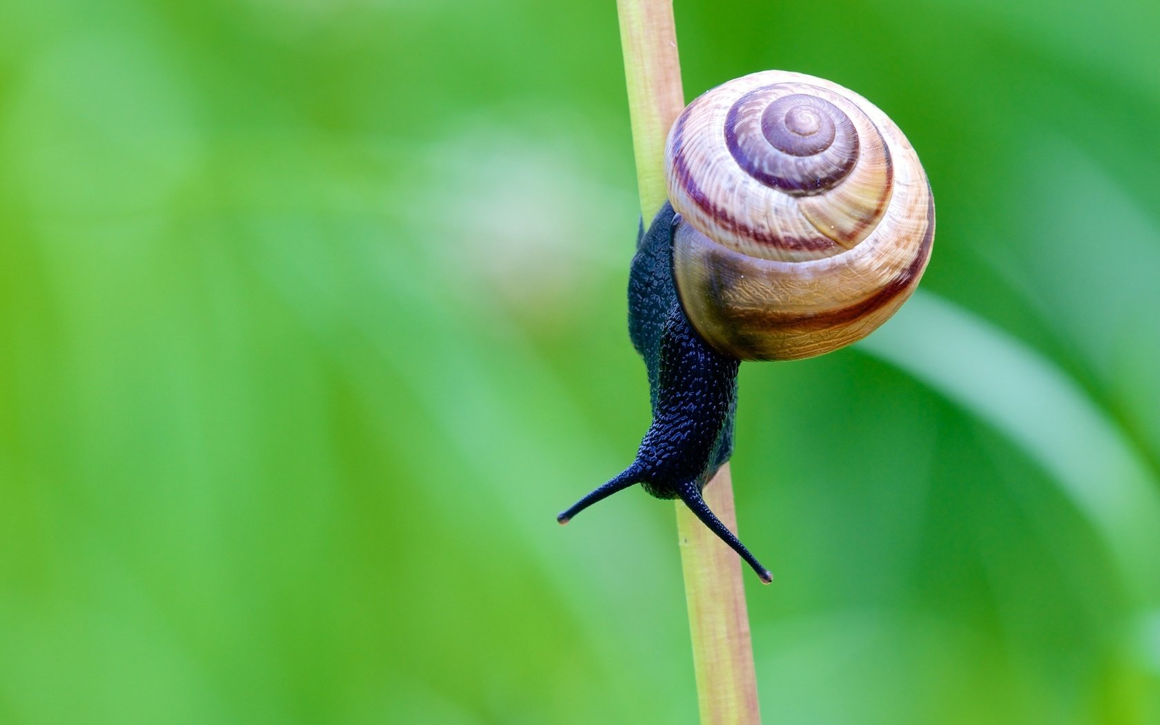 Обои усики, стебель, улитка, stalk, оболочка, antennae, stem, snail, shell разрешение 2247x1498 Загрузить