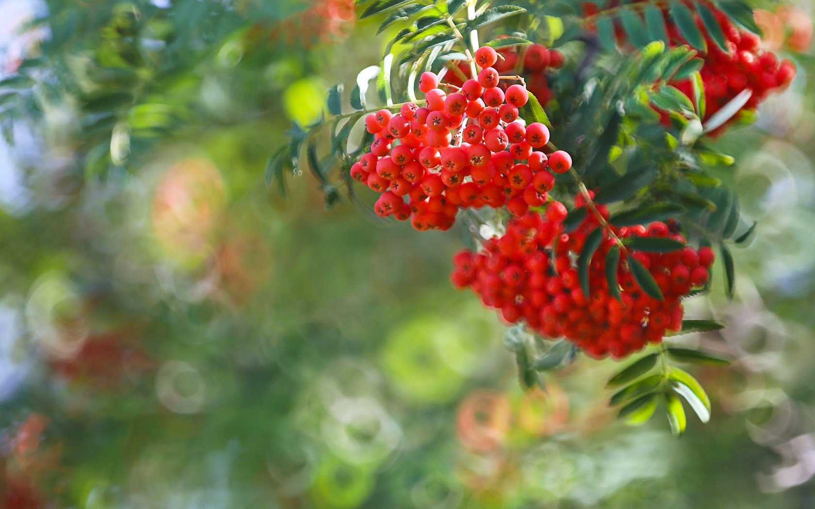 Обои ветка, ягоды, рябина, боке, гроздья рябины, branch, berries, rowan, bokeh, bunches of rowan разрешение 2048x1366 Загрузить