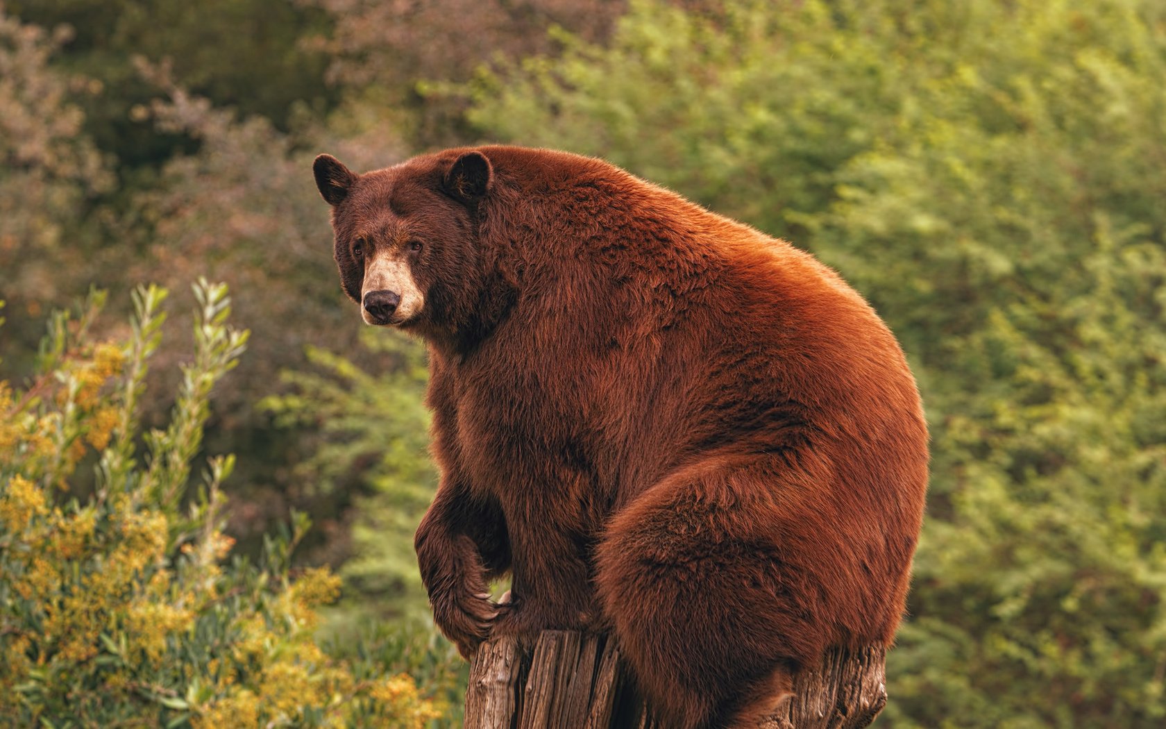 Обои природа, лес, медведь, пень, барибал, nature, forest, bear, stump, baribal разрешение 2048x1365 Загрузить