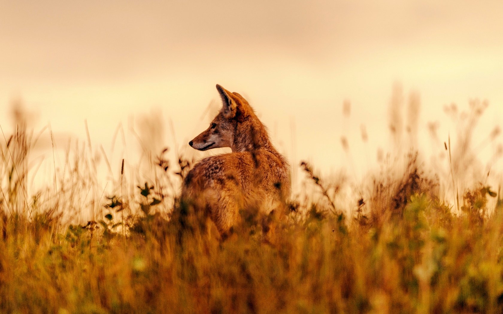 Обои трава, поле, лиса, животное, grass, field, fox, animal разрешение 2048x1367 Загрузить