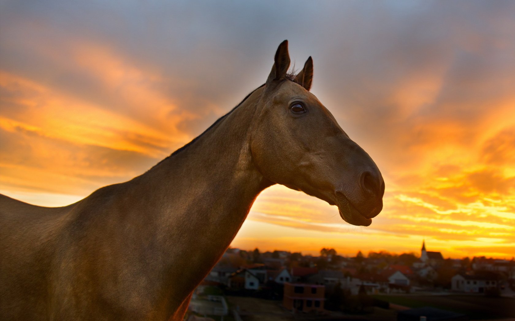 Обои природа, закат, конь, nature, sunset, horse разрешение 1920x1200 Загрузить
