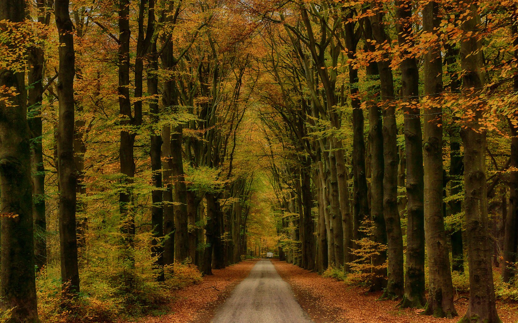Обои дорога, деревья, лес, пейзаж, осень, road, trees, forest, landscape, autumn разрешение 2500x1667 Загрузить