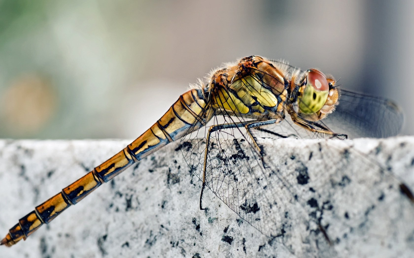 Обои насекомое, крылья, камень, ноги, стрекоза, мрамор, гранит, голова, insect, wings, stone, feet, dragonfly, marble, granite, head разрешение 3840x2128 Загрузить