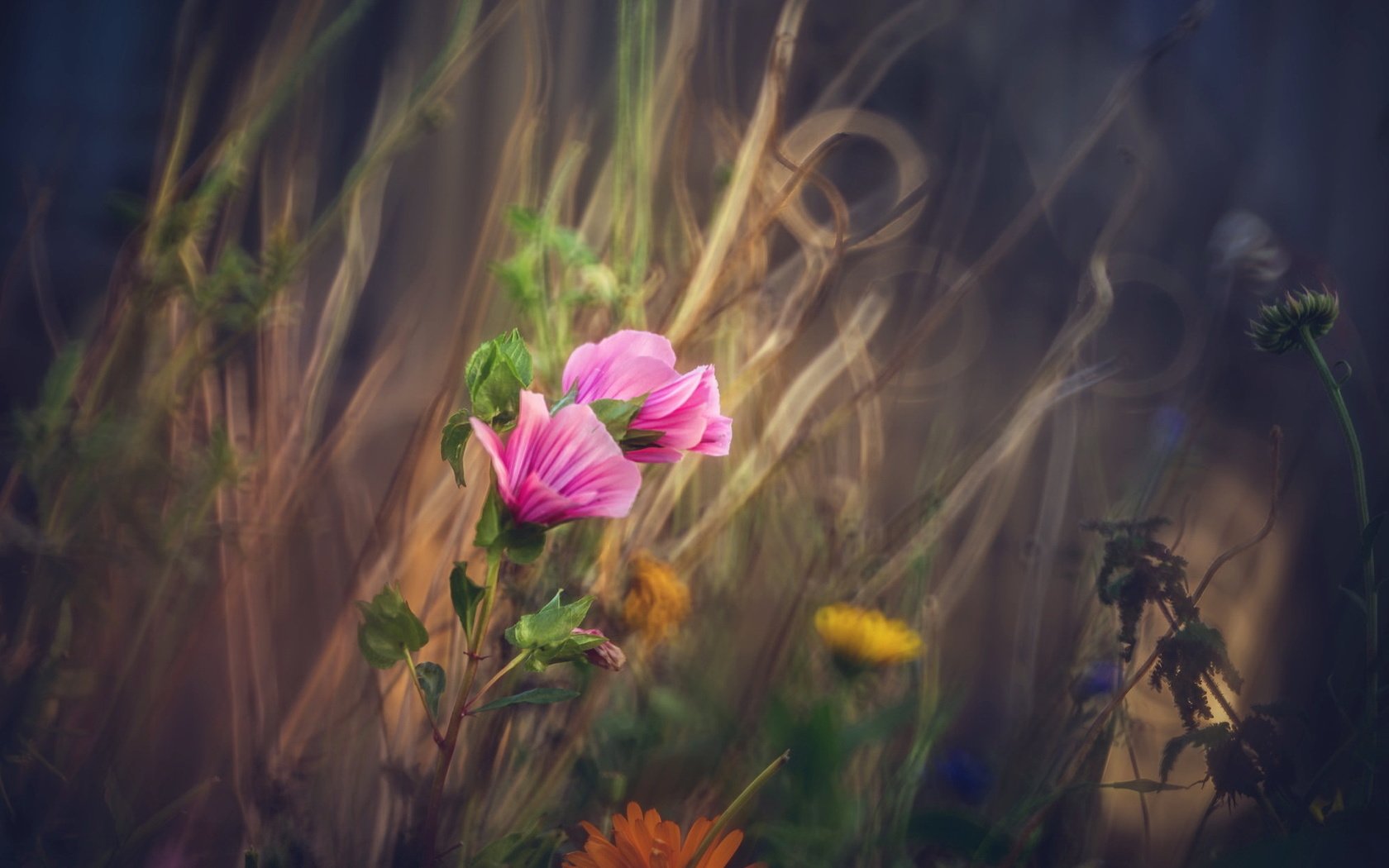 Обои цветы, природа, фон, поле, размытость, луг, полевые цветы, flowers, nature, background, field, blur, meadow, wildflowers разрешение 2047x1255 Загрузить