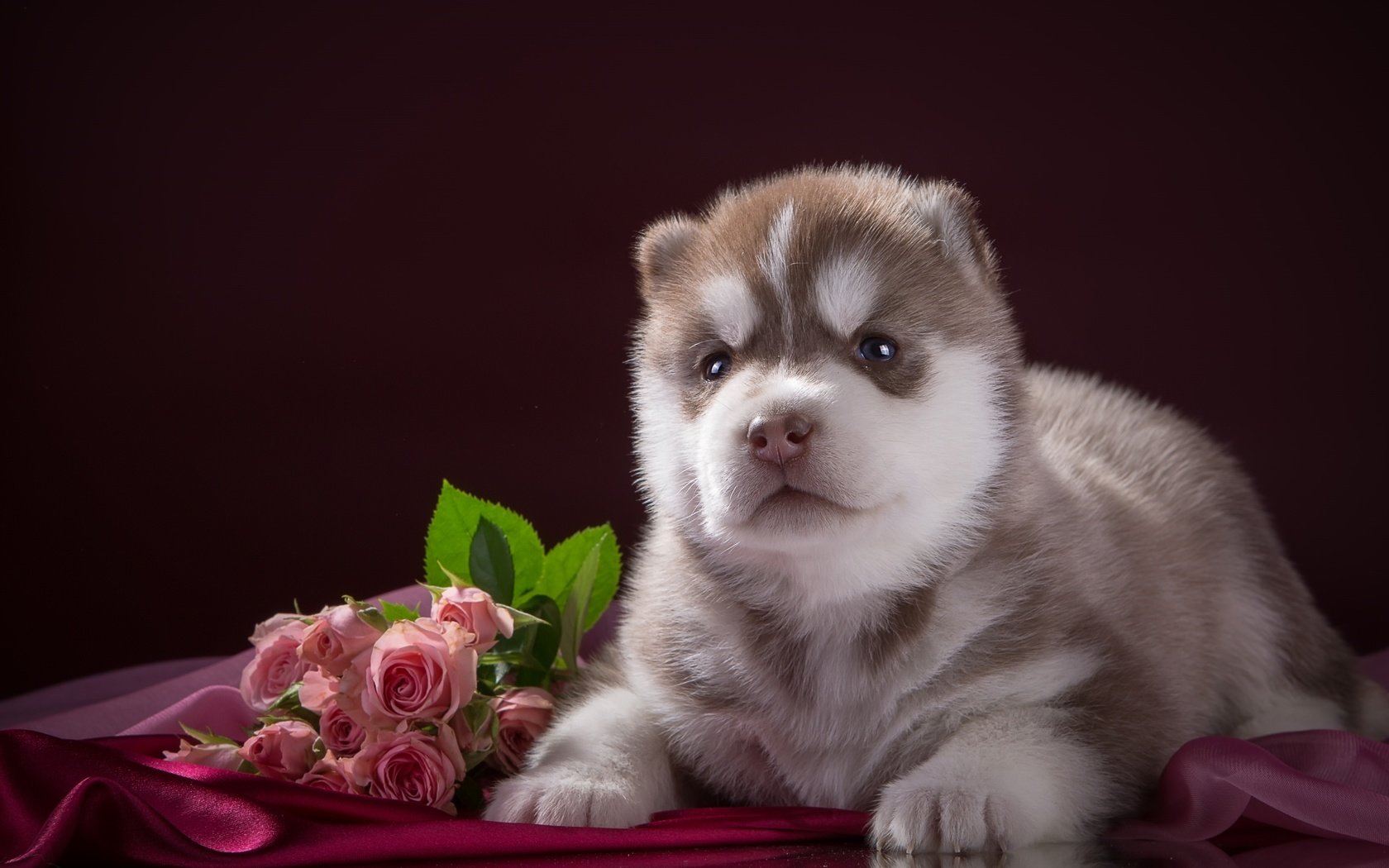 Обои цветы, розы, собака, щенок, ткань, хаски, порода, flowers, roses, dog, puppy, fabric, husky, breed разрешение 2400x1502 Загрузить