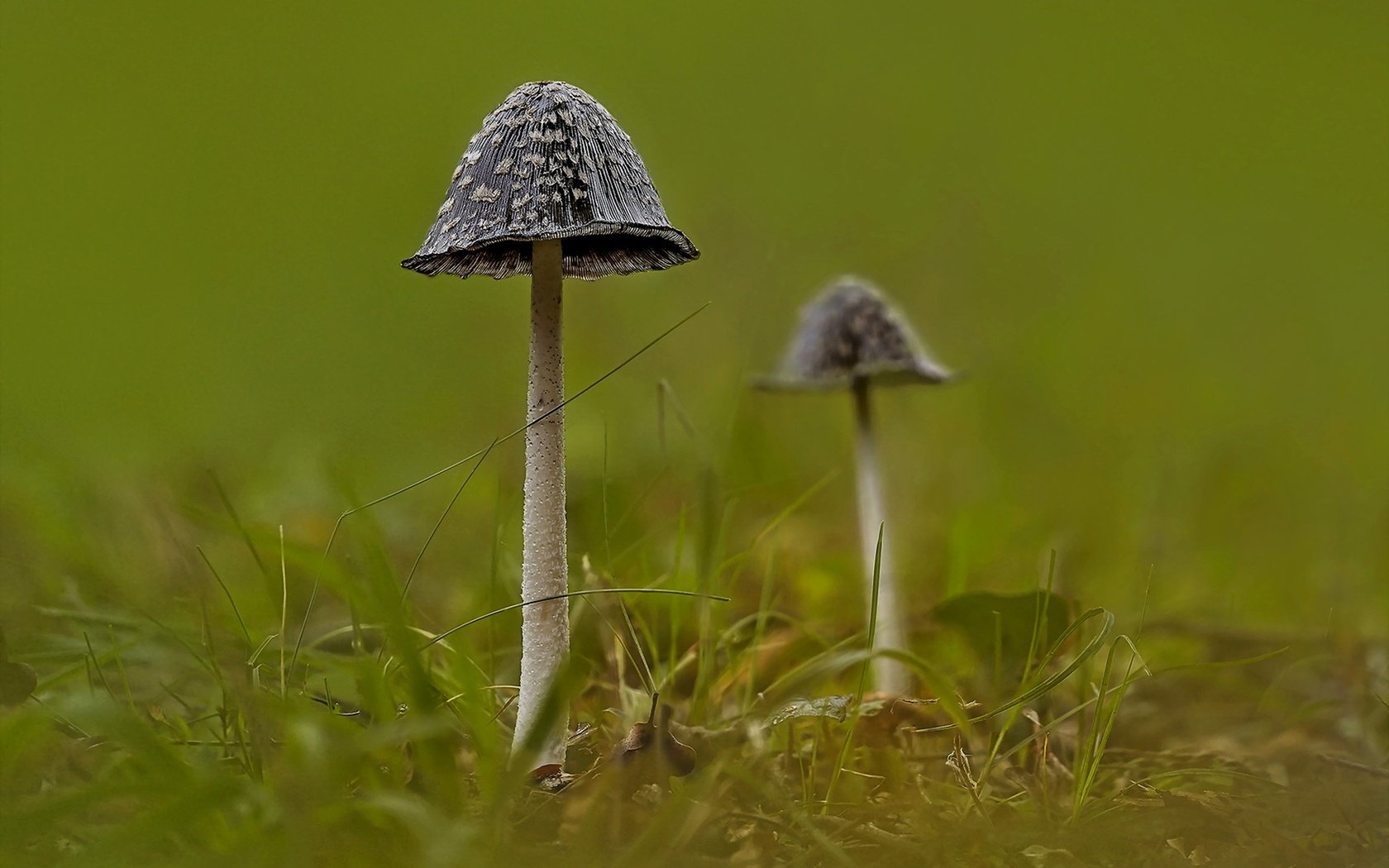 Обои природа, фон, грибы, nature, background, mushrooms разрешение 1920x1279 Загрузить