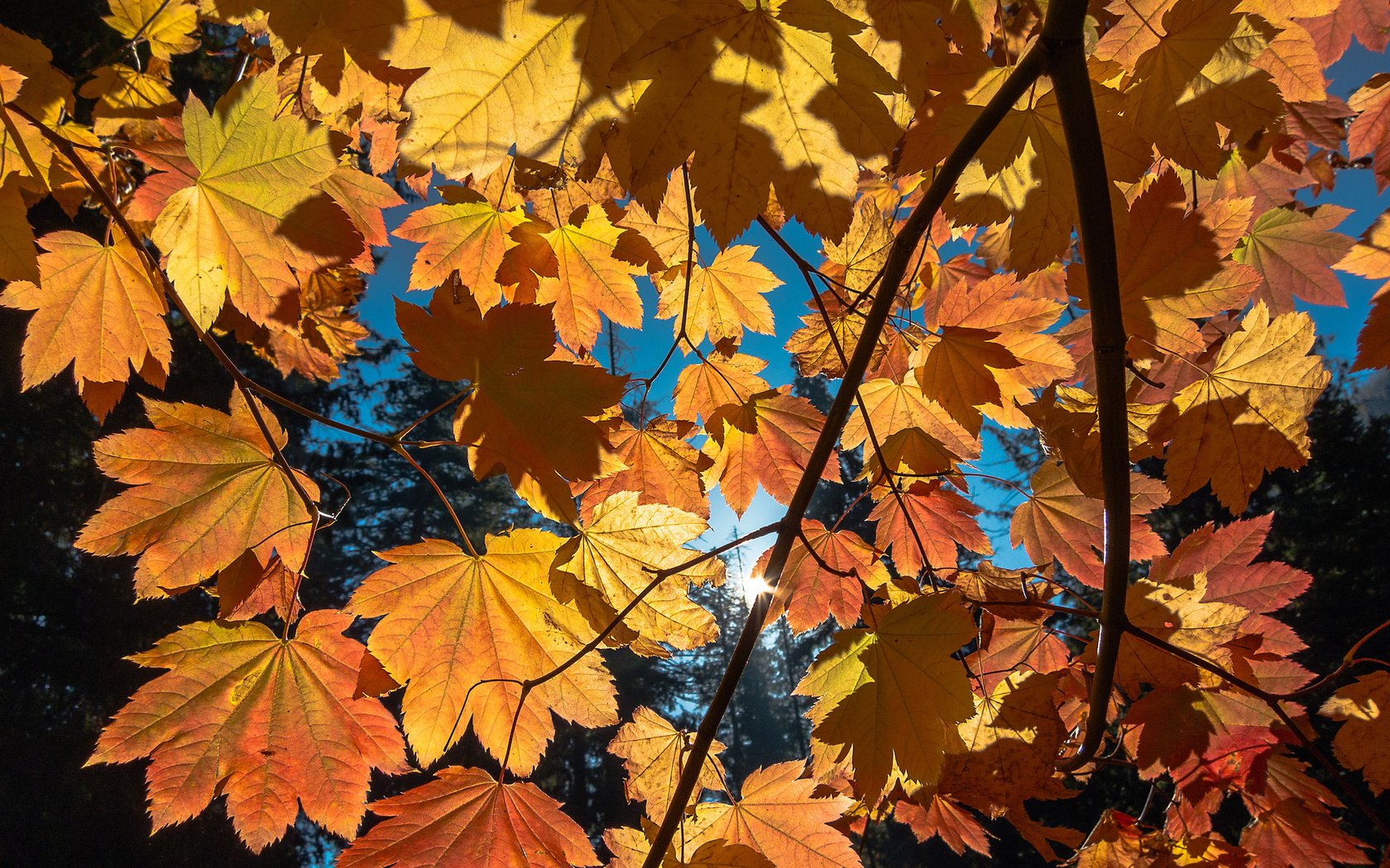 Обои небо, деревья, ветка, листья, осень, the sky, trees, branch, leaves, autumn разрешение 2048x1536 Загрузить