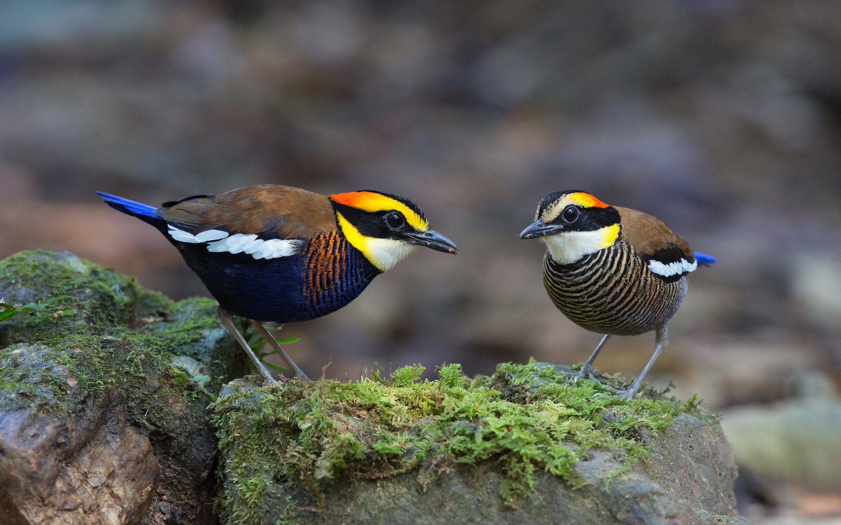 Обои камни, птицы, мох, питты, banded pitta, stones, birds, moss, pitta разрешение 2048x1281 Загрузить