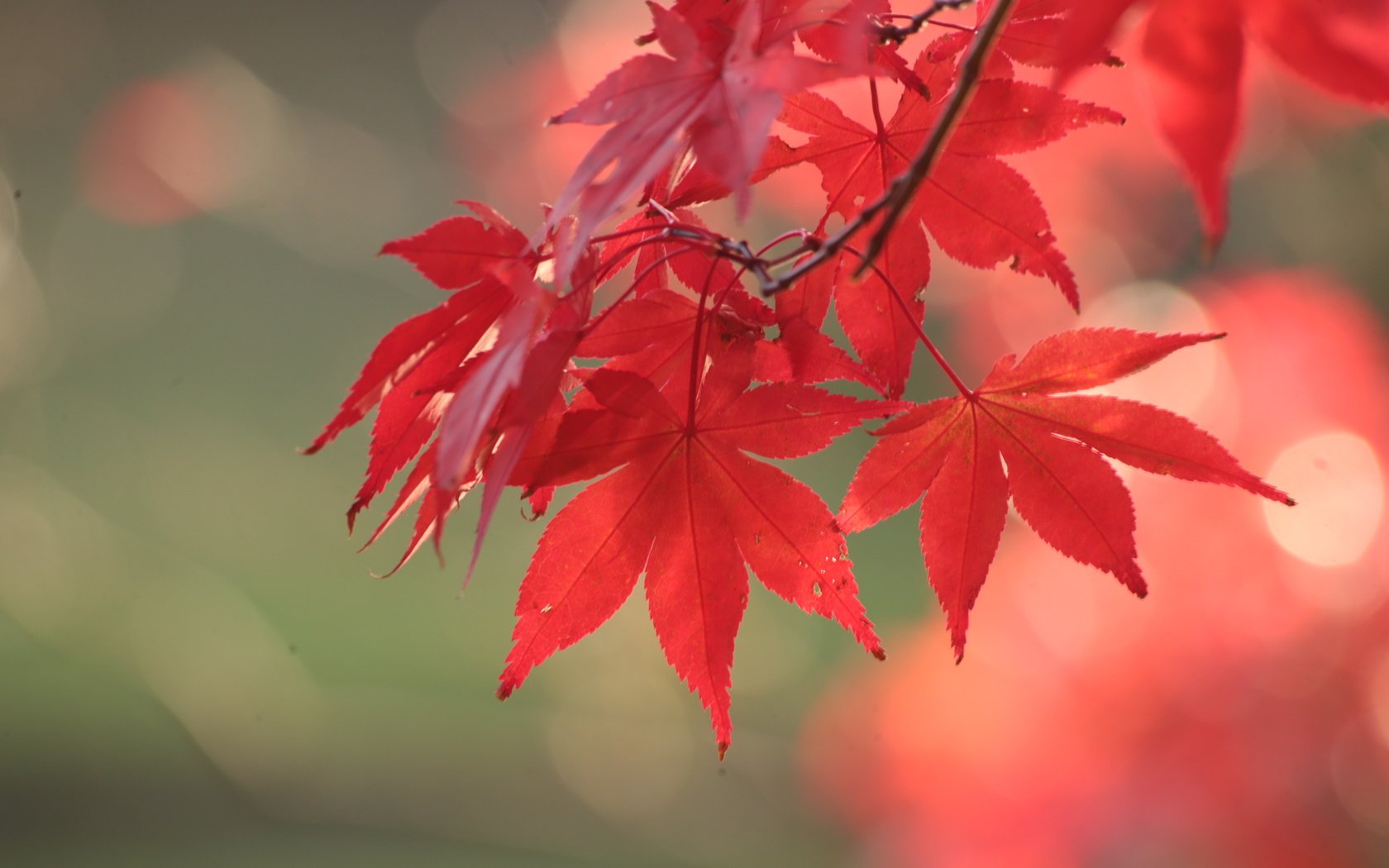 Обои листья, осень, красный, клен, leaves, autumn, red, maple разрешение 3648x2432 Загрузить