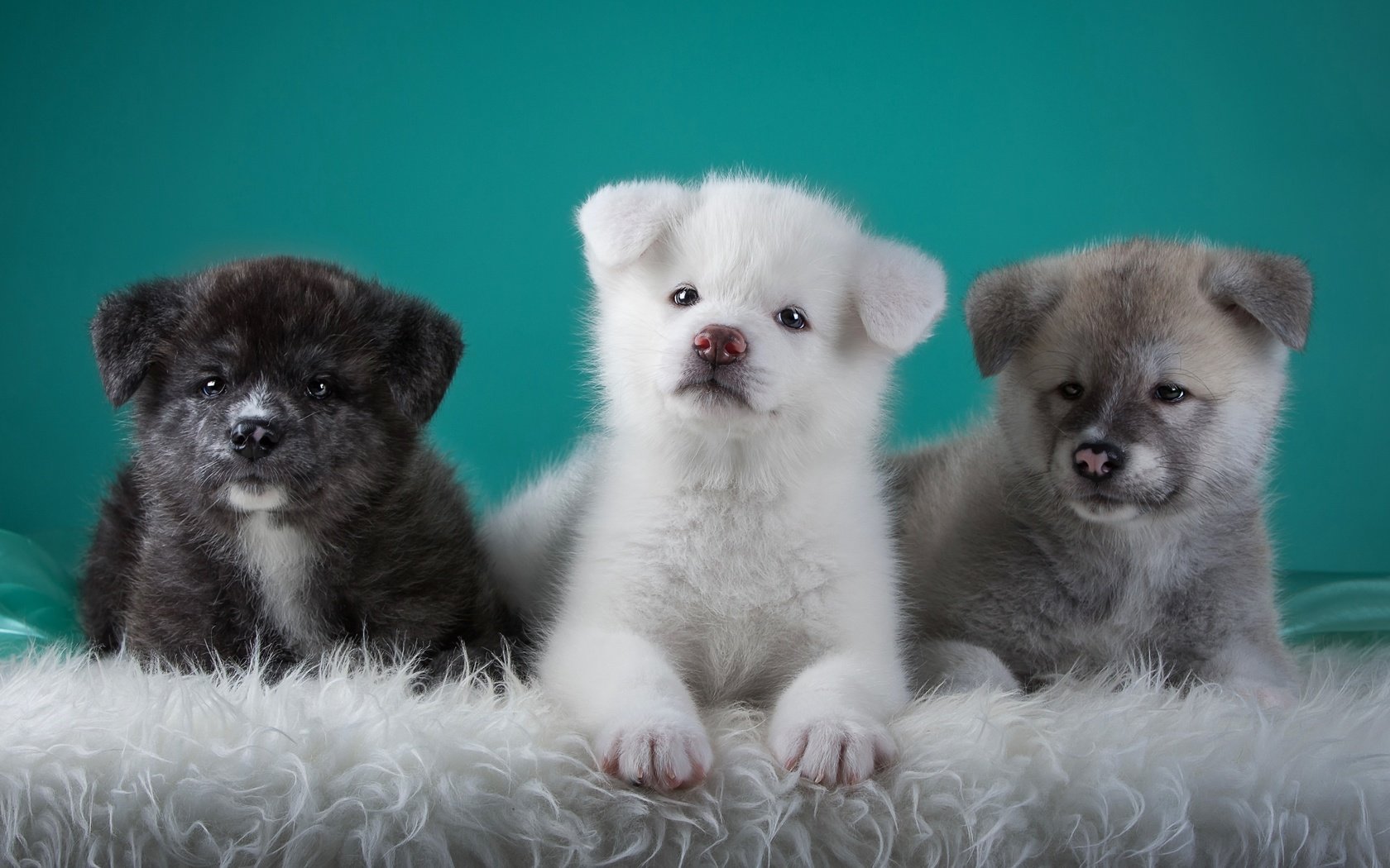 Обои щенки, собаки, трио, японская акита, puppies, dogs, trio, japanese akita разрешение 3000x1864 Загрузить