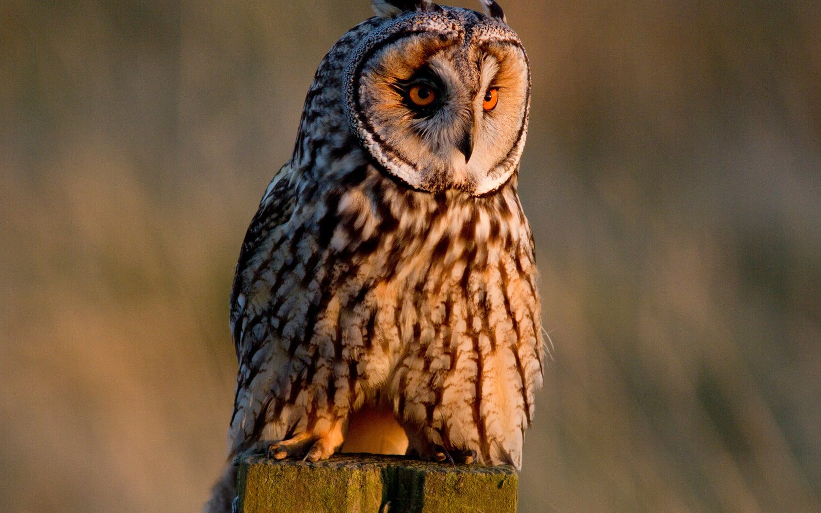 Обои сова, птица, ушастая сова, owl, bird, long-eared owl разрешение 4344x3072 Загрузить