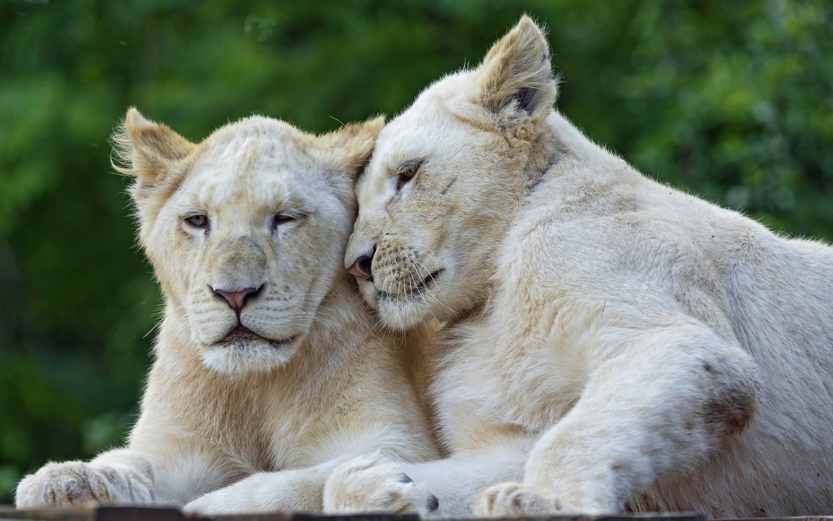 Обои пара, кошки, львы, львята, белый лев, ©tambako the jaguar, pair, cats, lions, the cubs, white lion разрешение 2880x1917 Загрузить