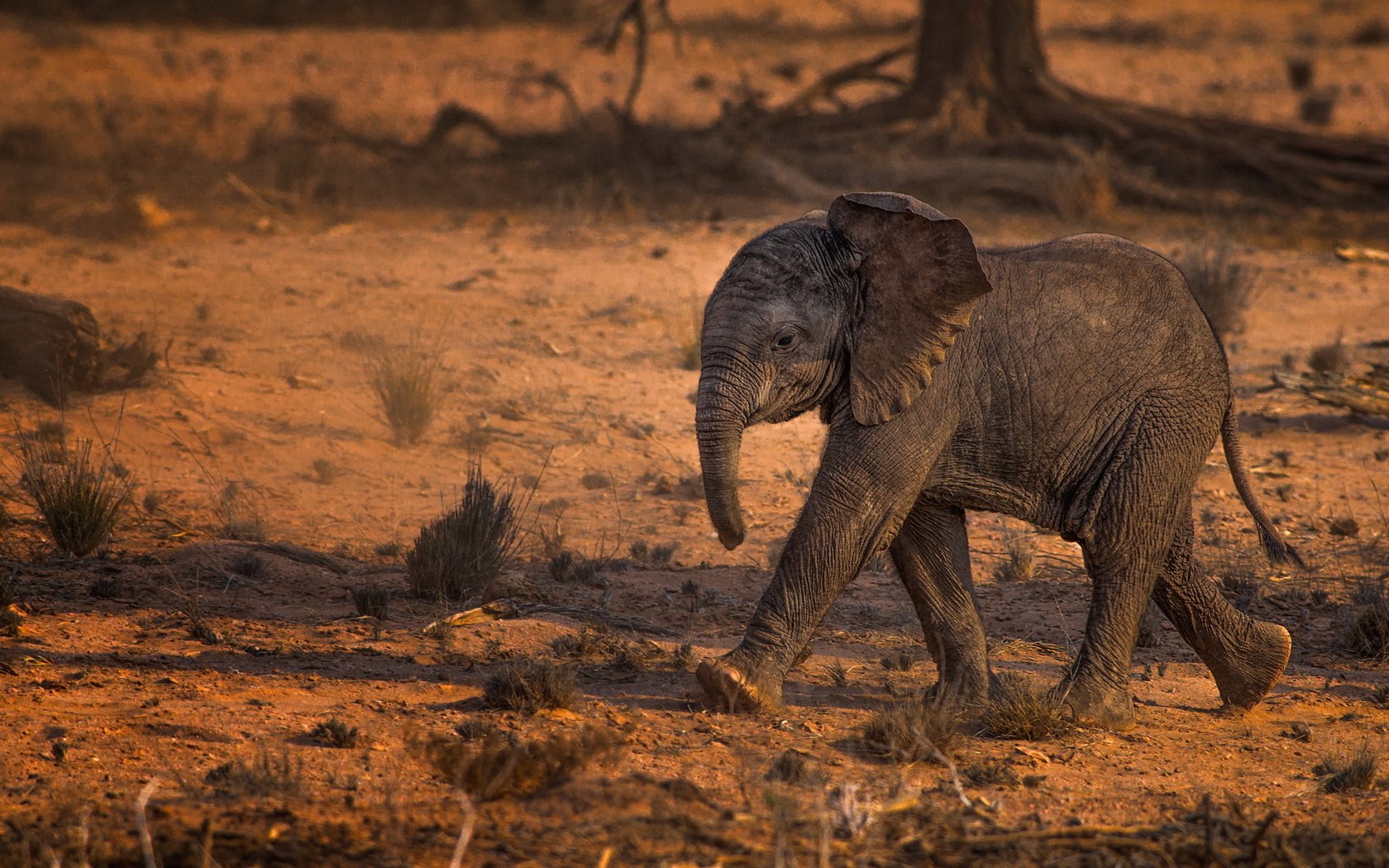 Обои природа, слон, африка, слоненок, nature, elephant, africa разрешение 1999x1290 Загрузить