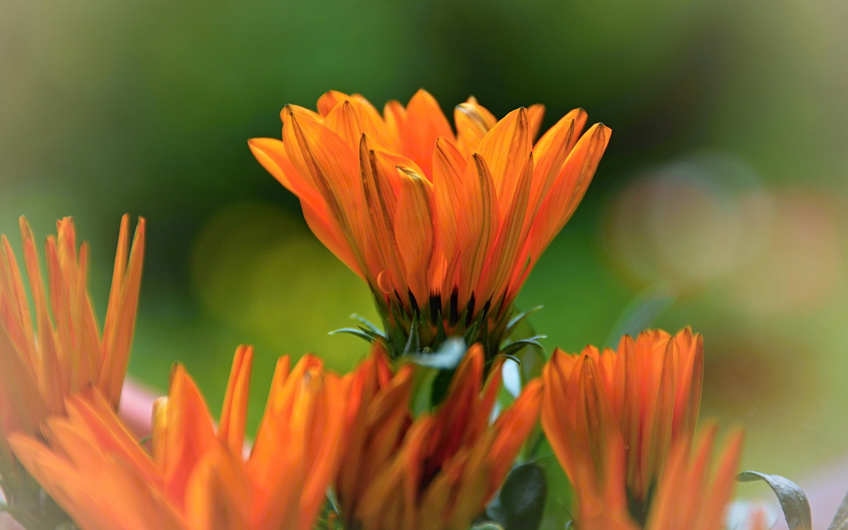 Обои цветы, оранжевая, яркая, календула, flowers, orange, bright, calendula разрешение 6000x4000 Загрузить