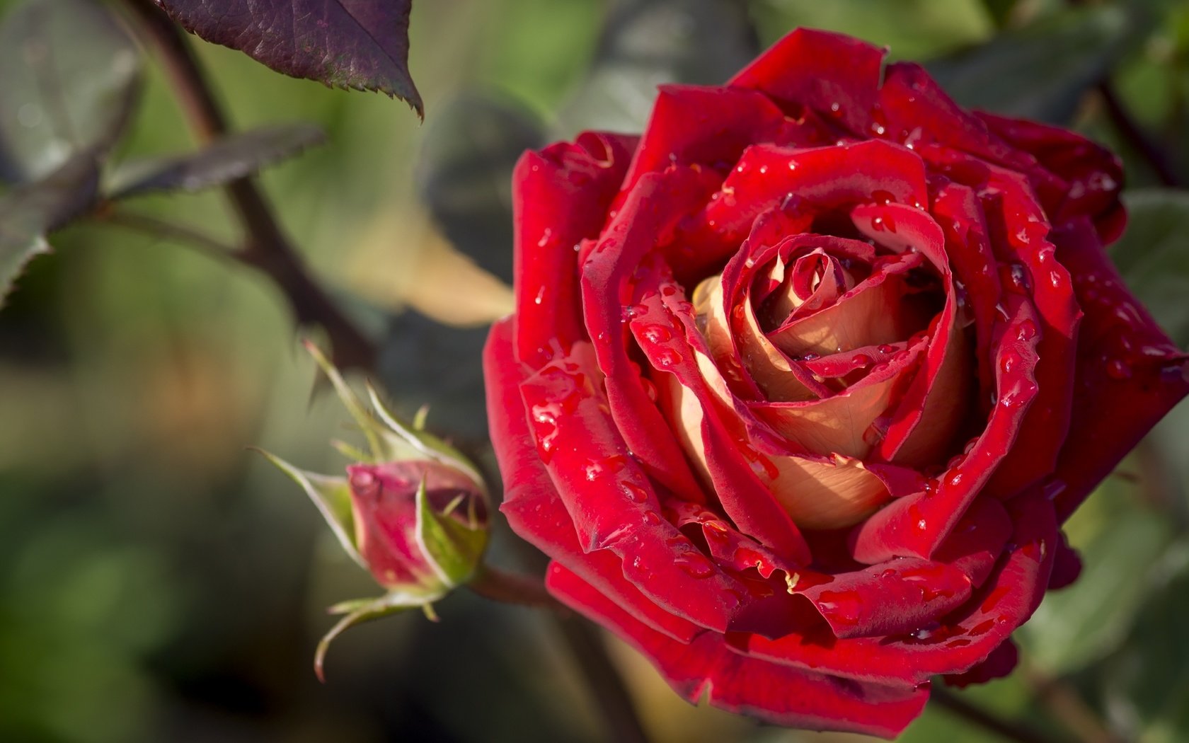 Обои макро, цветок, капли, роза, лепестки, бутон, macro, flower, drops, rose, petals, bud разрешение 2400x1418 Загрузить