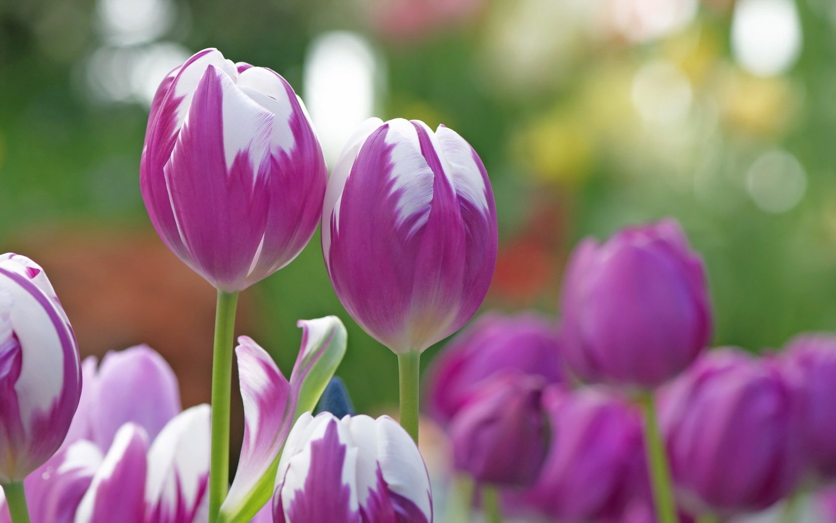 Обои цветы, природа, фон, тюльпаны, flowers, nature, background, tulips разрешение 1920x1200 Загрузить