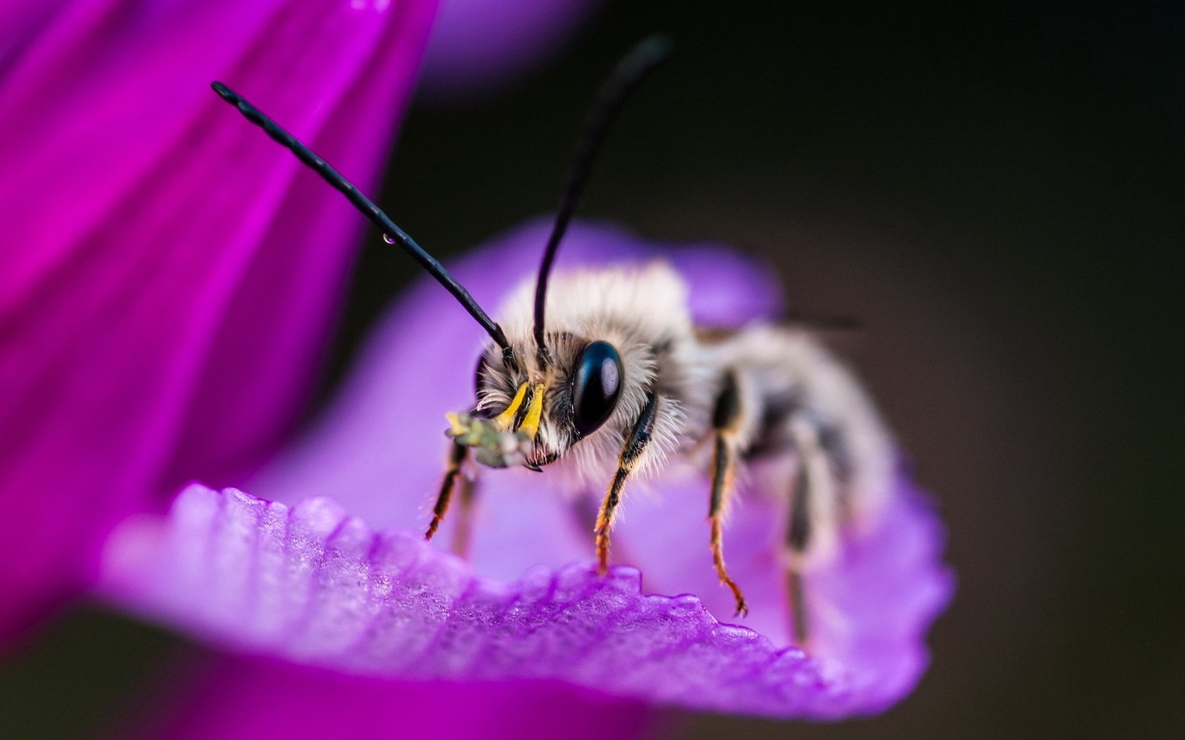 Обои макро, насекомое, фон, цветок, пчела, macro, insect, background, flower, bee разрешение 1920x1200 Загрузить