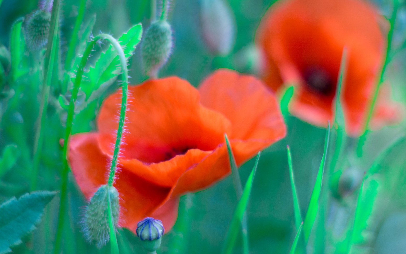 Обои трава, поле, лепестки, маки, луг, grass, field, petals, maki, meadow разрешение 2048x1152 Загрузить