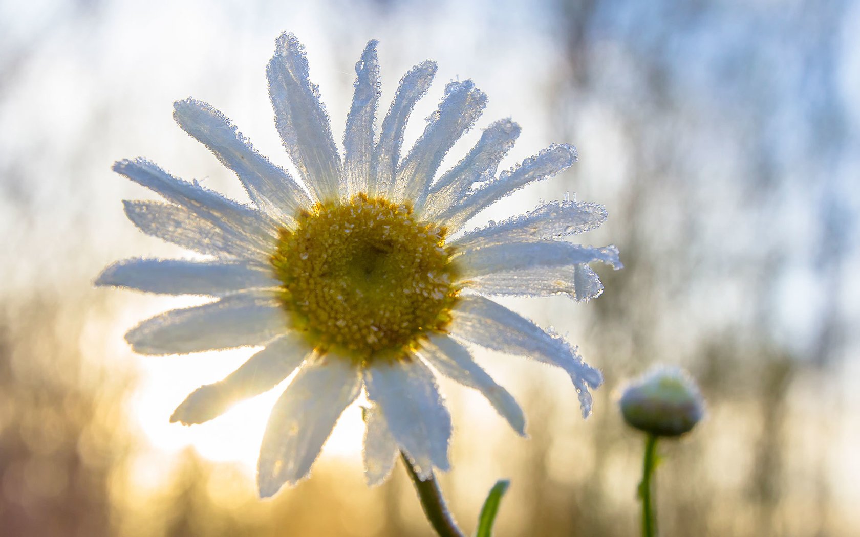 Обои макро, цветок, ромашка, macro, flower, daisy разрешение 1920x1280 Загрузить