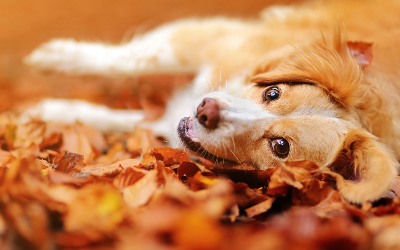 Обои морда, листья, настроение, взгляд, осень, собака, face, leaves, mood, look, autumn, dog разрешение 2048x1365 Загрузить
