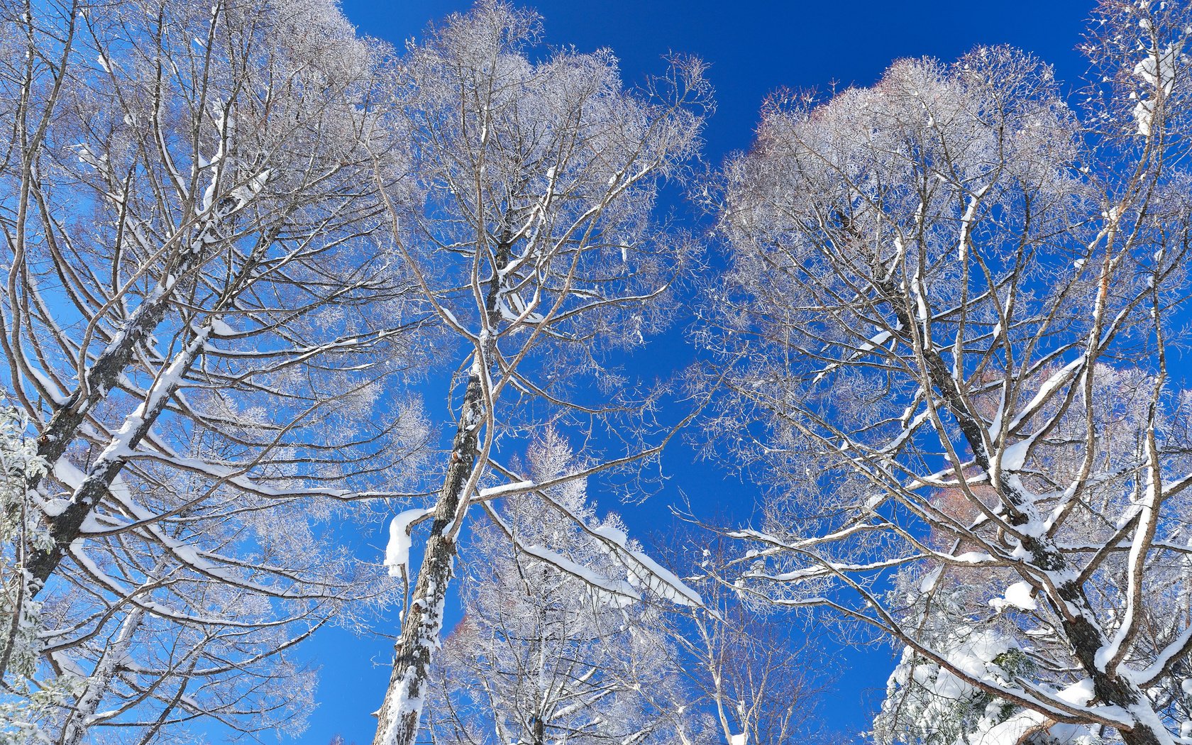 Обои небо, деревья, снег, зима, the sky, trees, snow, winter разрешение 2048x1363 Загрузить