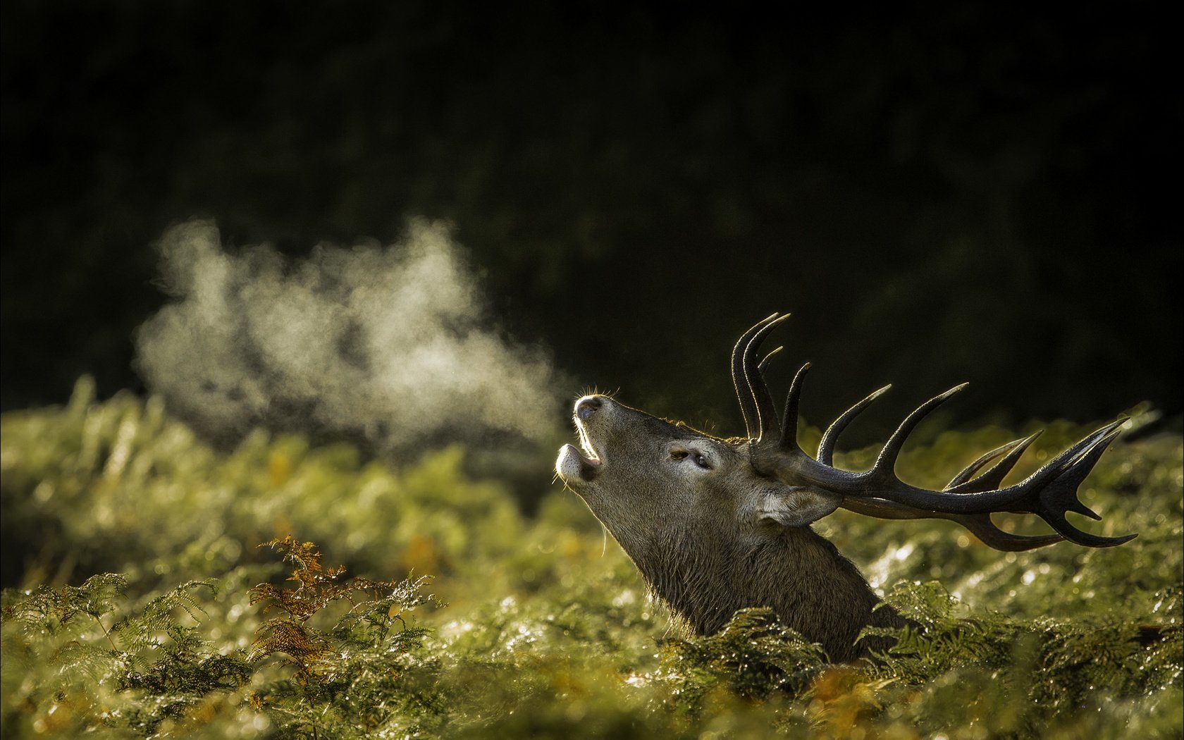 Обои природа, олень, рога, nature, deer, horns разрешение 2002x1335 Загрузить