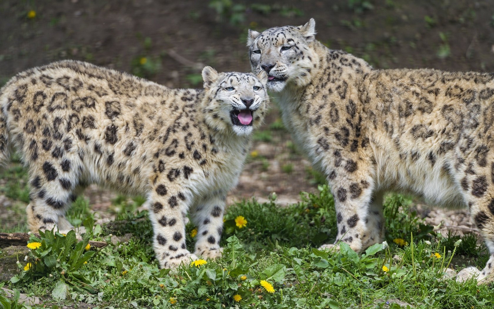 Обои трава, кошка, пара, одуванчики, снежный барс, ирбис, ©tambako the jaguar, grass, cat, pair, dandelions, snow leopard, irbis разрешение 2880x1586 Загрузить