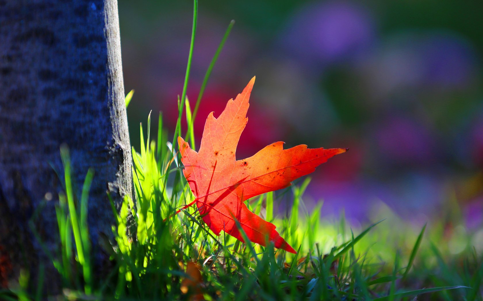 Обои трава, дерево, макро, краски, осень, лист, grass, tree, macro, paint, autumn, sheet разрешение 2048x1366 Загрузить