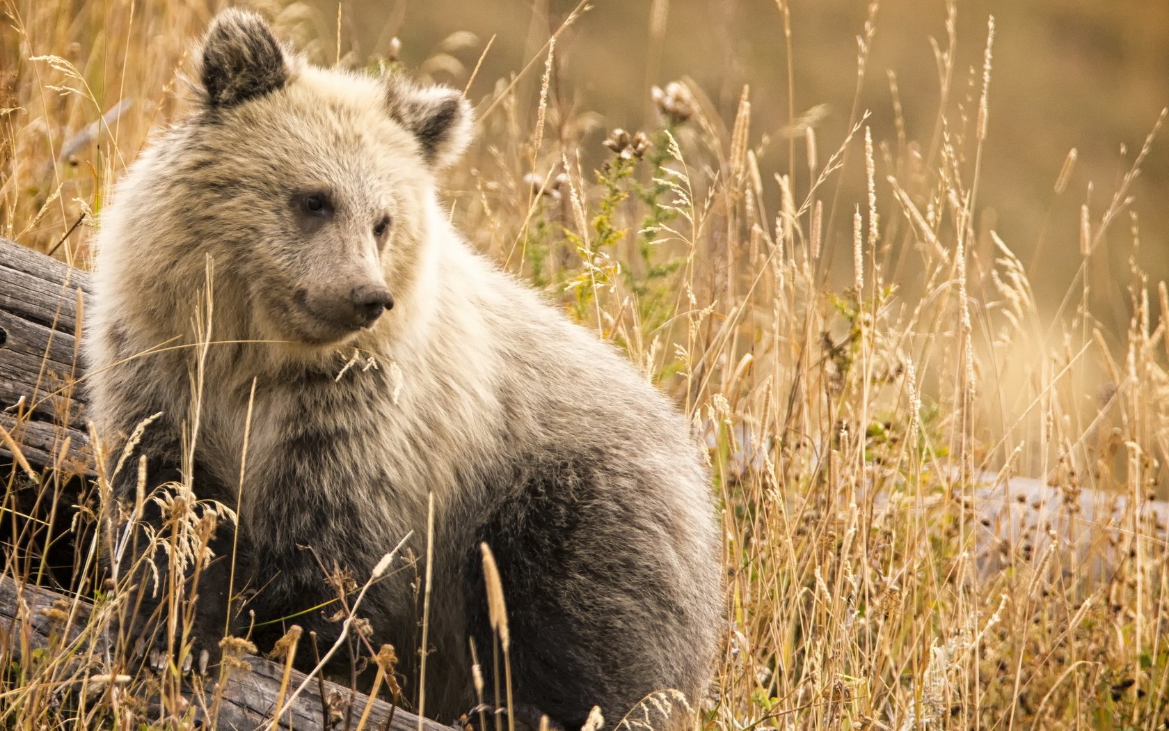 Обои морда, природа, фон, взгляд, медведь, сухая трава, face, nature, background, look, bear, dry grass разрешение 2046x1268 Загрузить