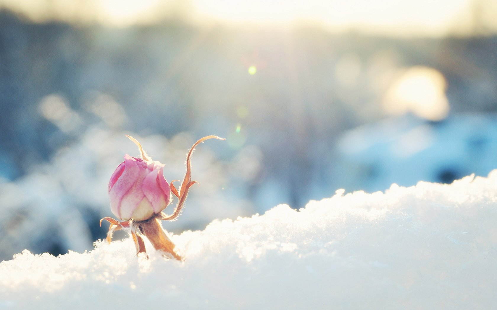 Обои снег, цветок, роза, бутон, розовая, солнечно, snow, flower, rose, bud, pink, sunny разрешение 1920x1200 Загрузить