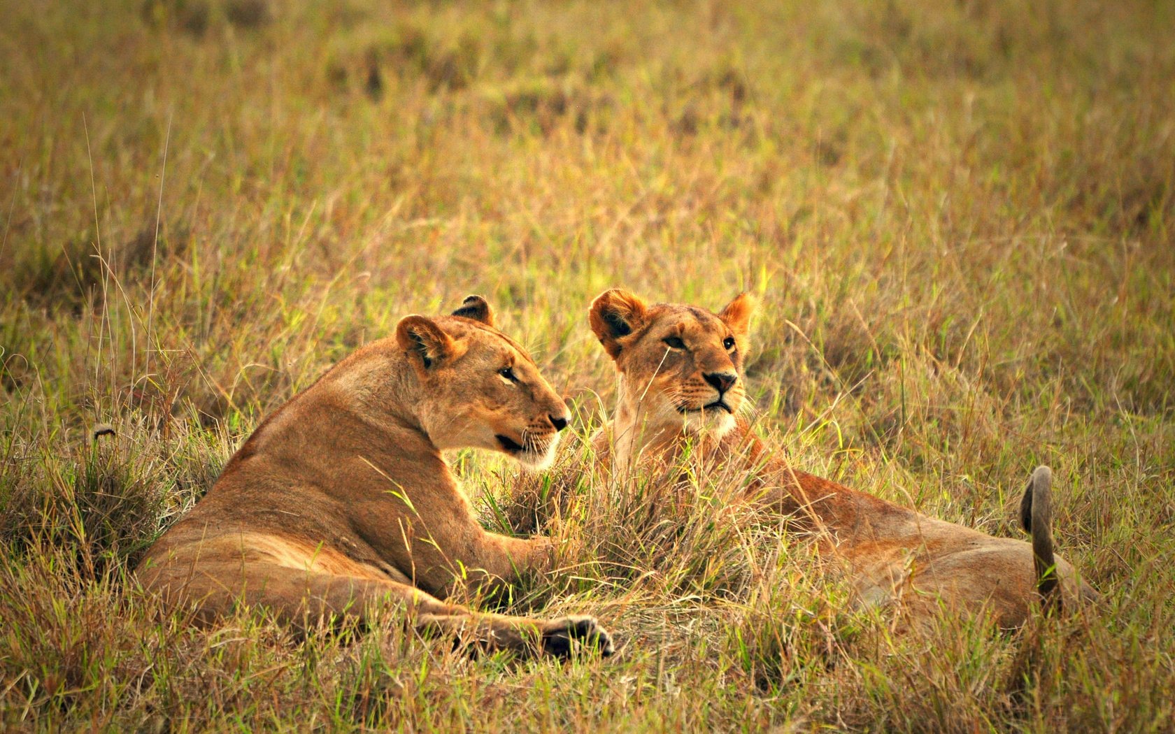 Обои трава, природа, львы, львица, grass, nature, lions, lioness разрешение 2048x1360 Загрузить