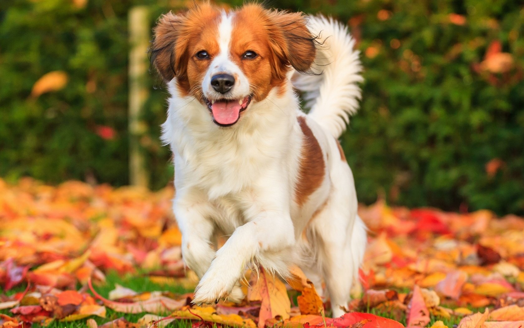 Обои листья, настроение, осень, собака, радость, коикерхондье, leaves, mood, autumn, dog, joy, kooikerhondje разрешение 2560x1707 Загрузить