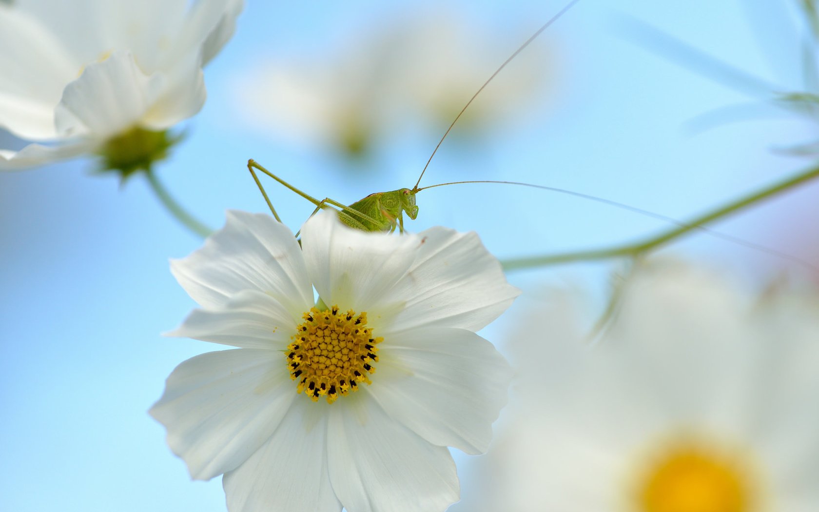 Обои природа, насекомое, цветок, кузнечик, nature, insect, flower, grasshopper разрешение 2048x1365 Загрузить