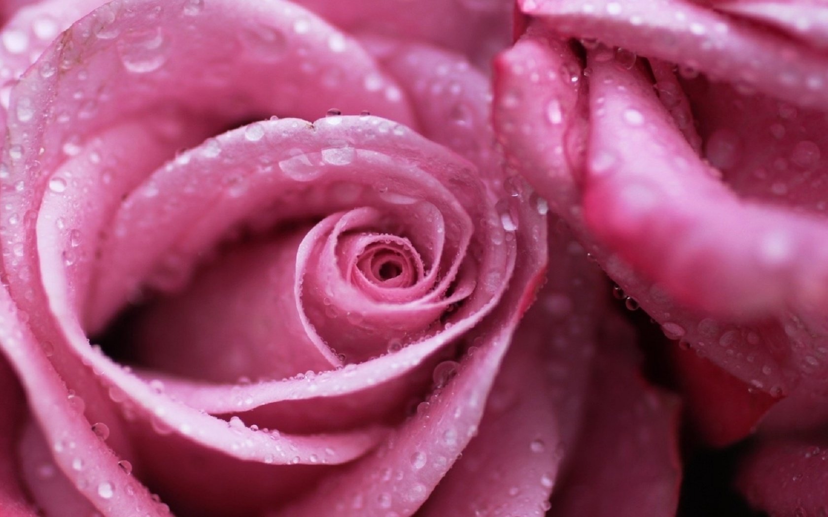 Обои цветы, макро, роса, капли, роза, розовая, м, flowers, macro, rosa, drops, rose, pink, m разрешение 1920x1080 Загрузить