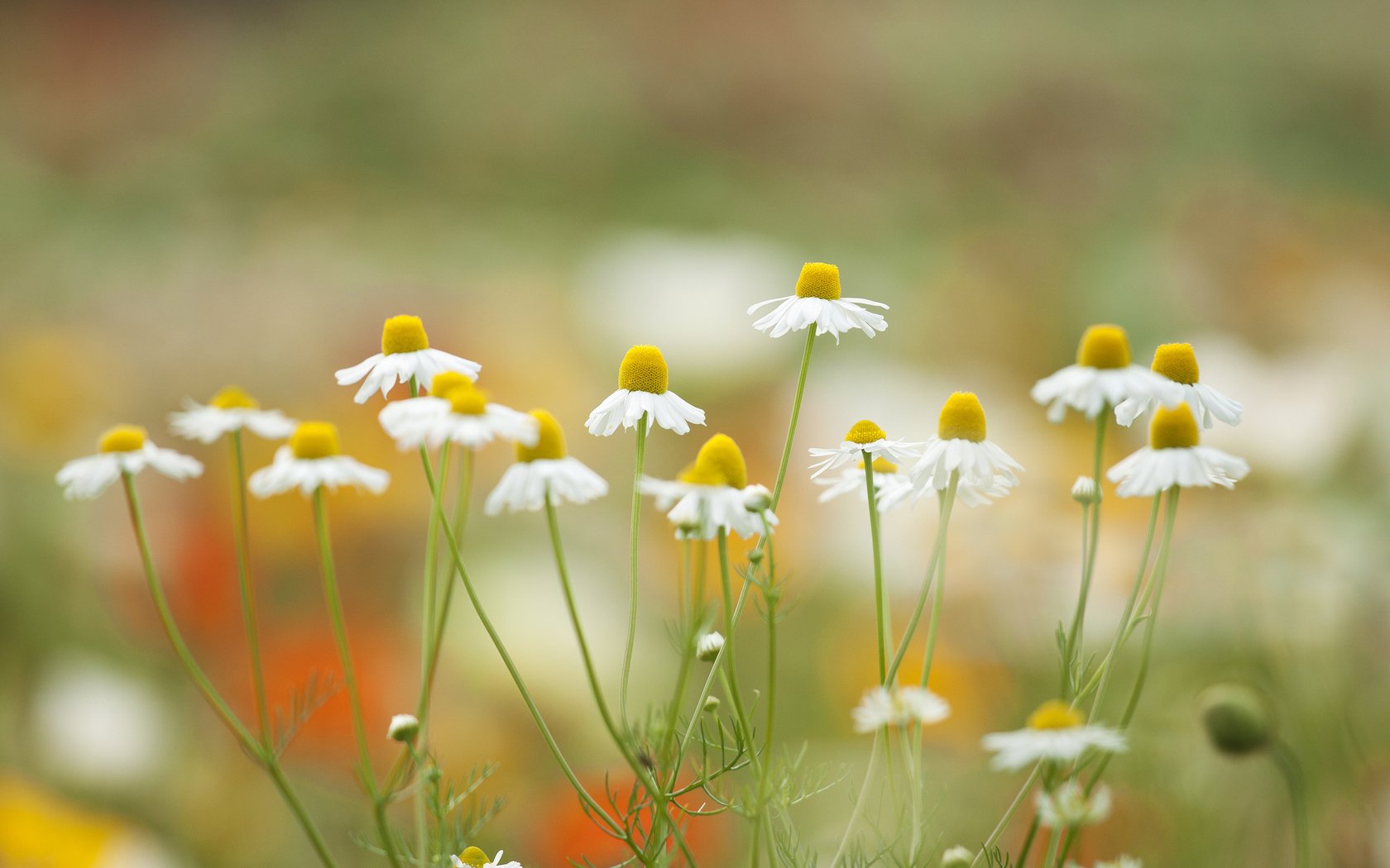 Обои цветы, лепестки, луг, ромашки, flowers, petals, meadow, chamomile разрешение 2048x1326 Загрузить