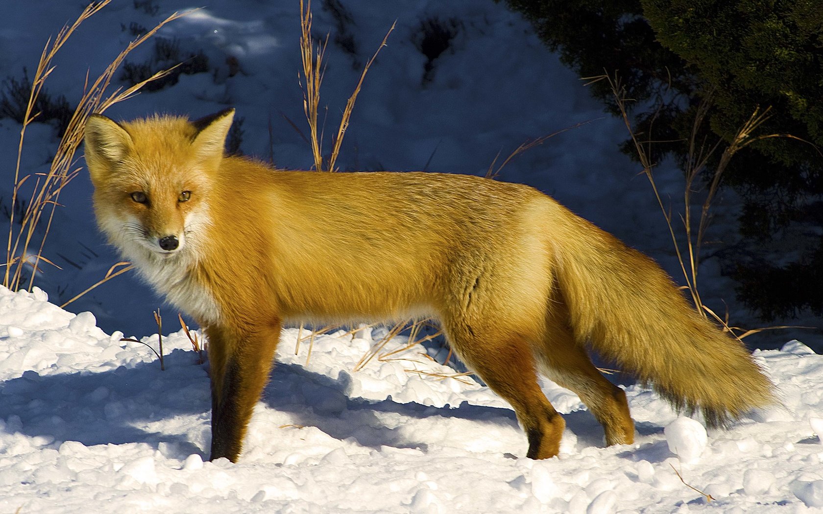 Обои снег, зима, взгляд, рыжая, лиса, лисица, snow, winter, look, red, fox разрешение 4314x2975 Загрузить