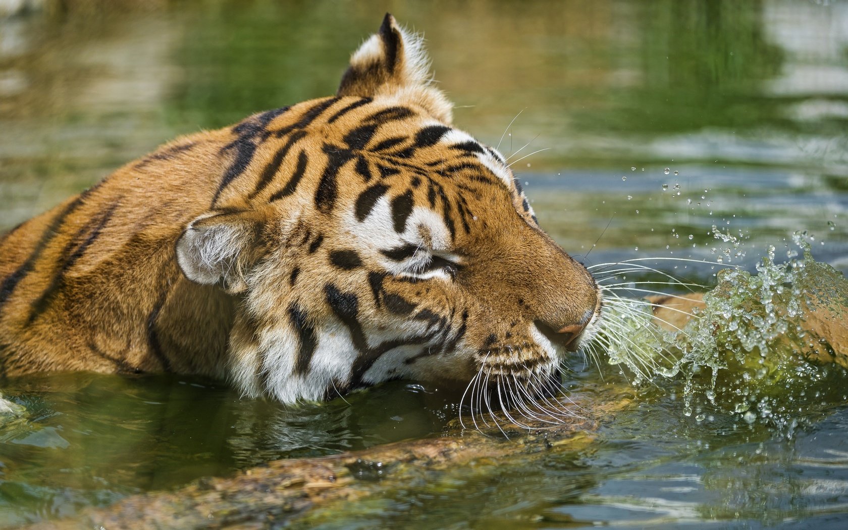 Обои тигр, морда, вода, водоем, брызги, купание, дикая кошка, tiger, face, water, pond, squirt, bathing, wild cat разрешение 3800x2353 Загрузить