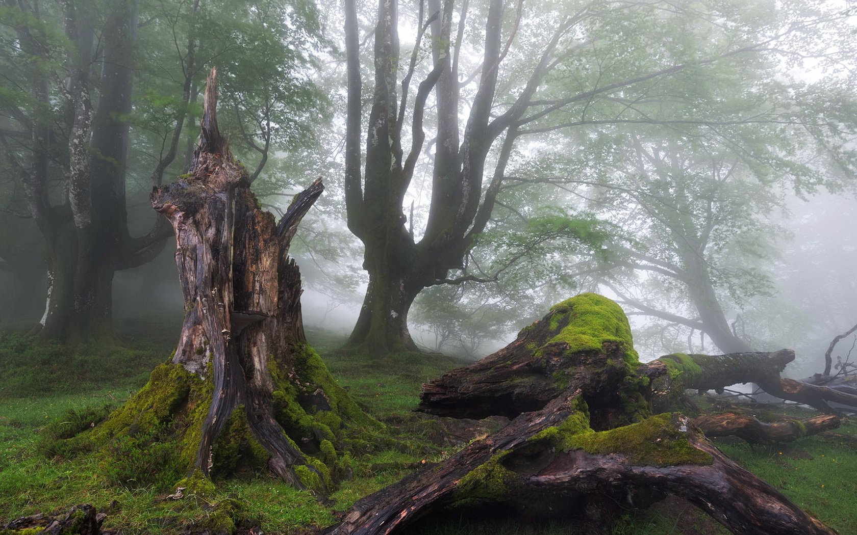 Обои деревья, лес, туман, мох, пень, trees, forest, fog, moss, stump разрешение 1920x1200 Загрузить