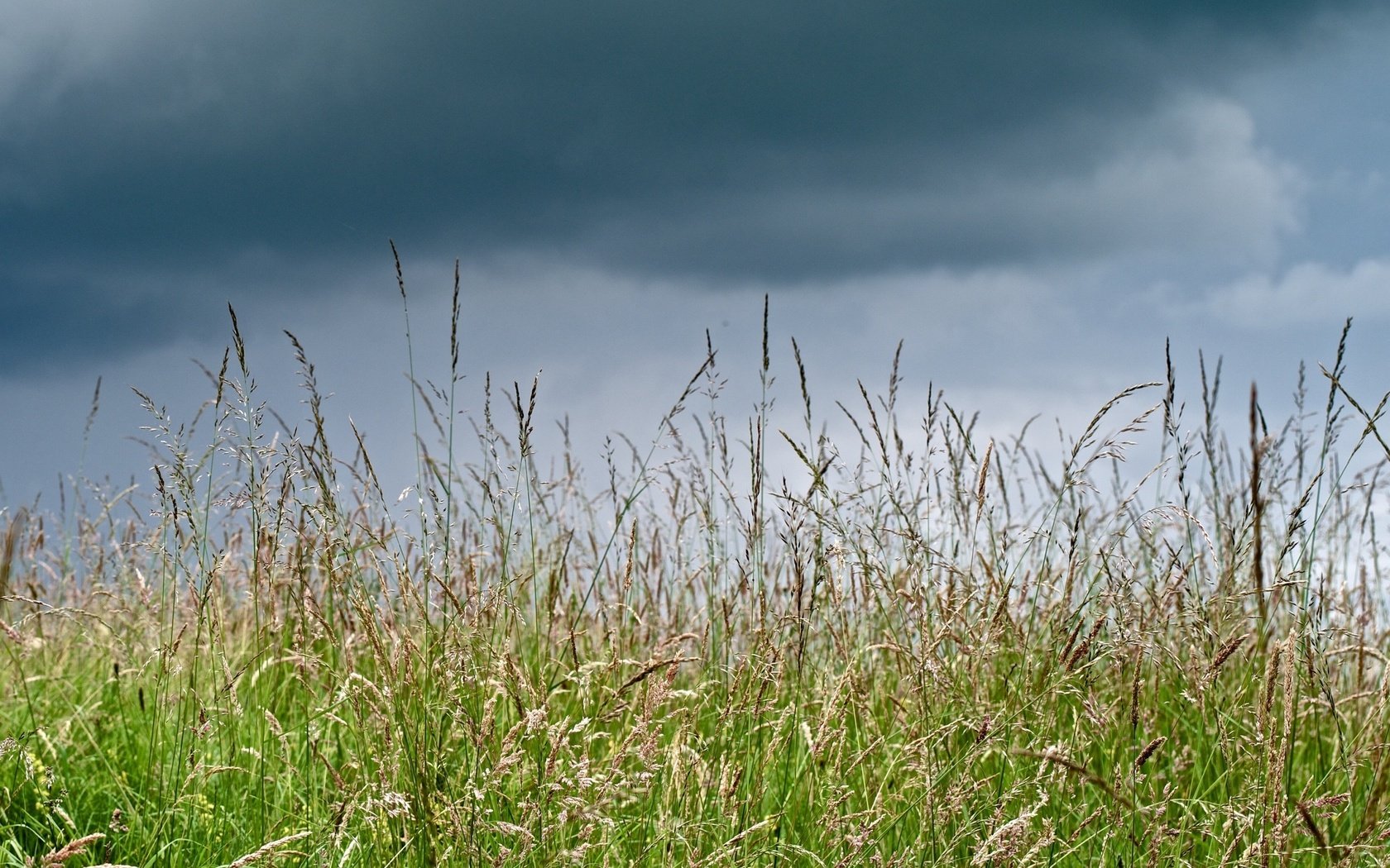 Обои трава, тучи, макро, лето, луг, grass, clouds, macro, summer, meadow разрешение 2560x1920 Загрузить