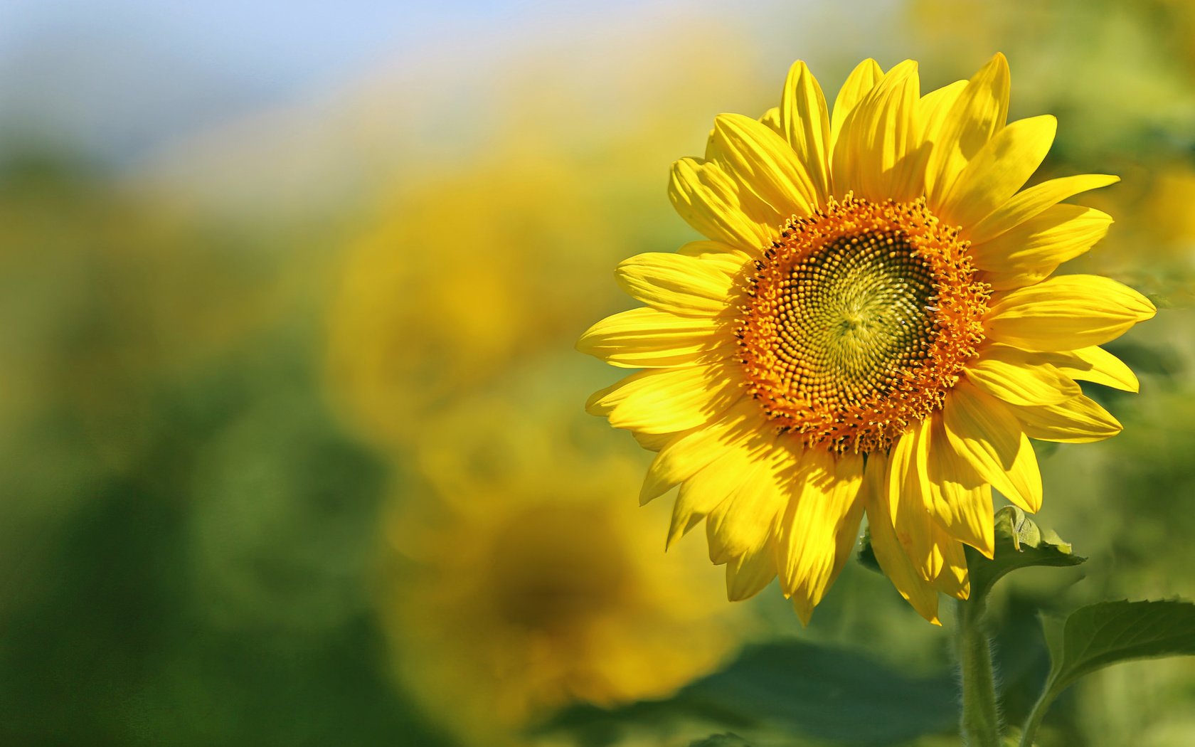 Обои листья, поле, лепестки, подсолнух, leaves, field, petals, sunflower разрешение 2048x1365 Загрузить