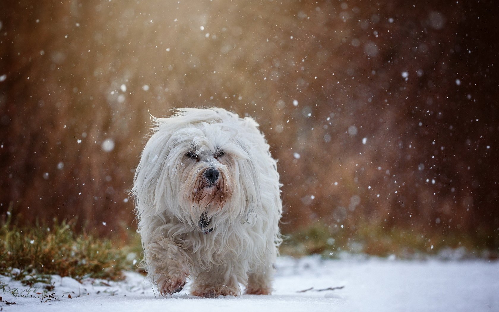 Обои снег, собака, гаванский бишон, бишон, snow, dog, the havanese, bichon разрешение 2047x1286 Загрузить