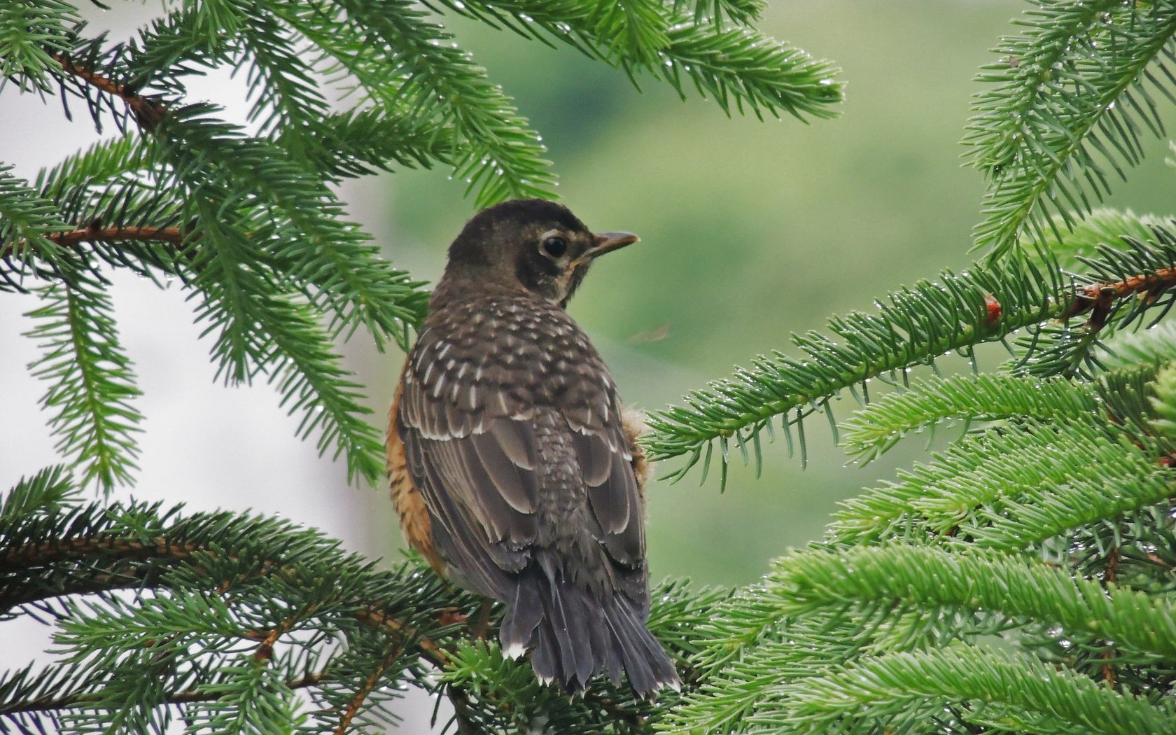 Обои природа, ветки, птица, клюв, ель, nature, branches, bird, beak, spruce разрешение 2048x1536 Загрузить