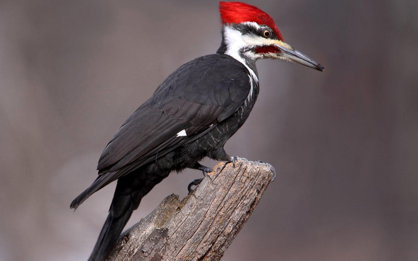 Обои птица, клюв, перья, хвост, дятел, bird, beak, feathers, tail, woodpecker разрешение 2048x1399 Загрузить