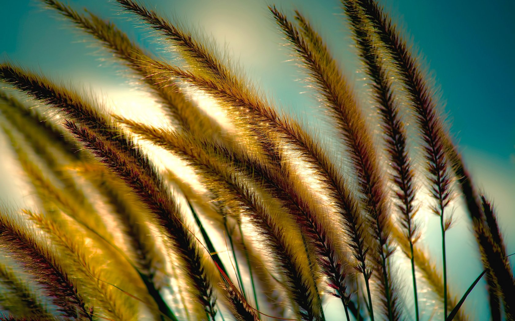 Обои небо, трава, колоски, растение, the sky, grass, spikelets, plant разрешение 2048x1314 Загрузить