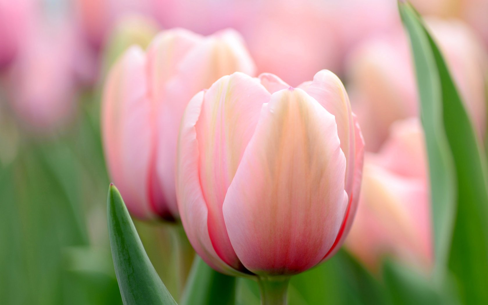 Обои цветы, макро, весна, тюльпаны, розовые, боке, flowers, macro, spring, tulips, pink, bokeh разрешение 2048x1356 Загрузить