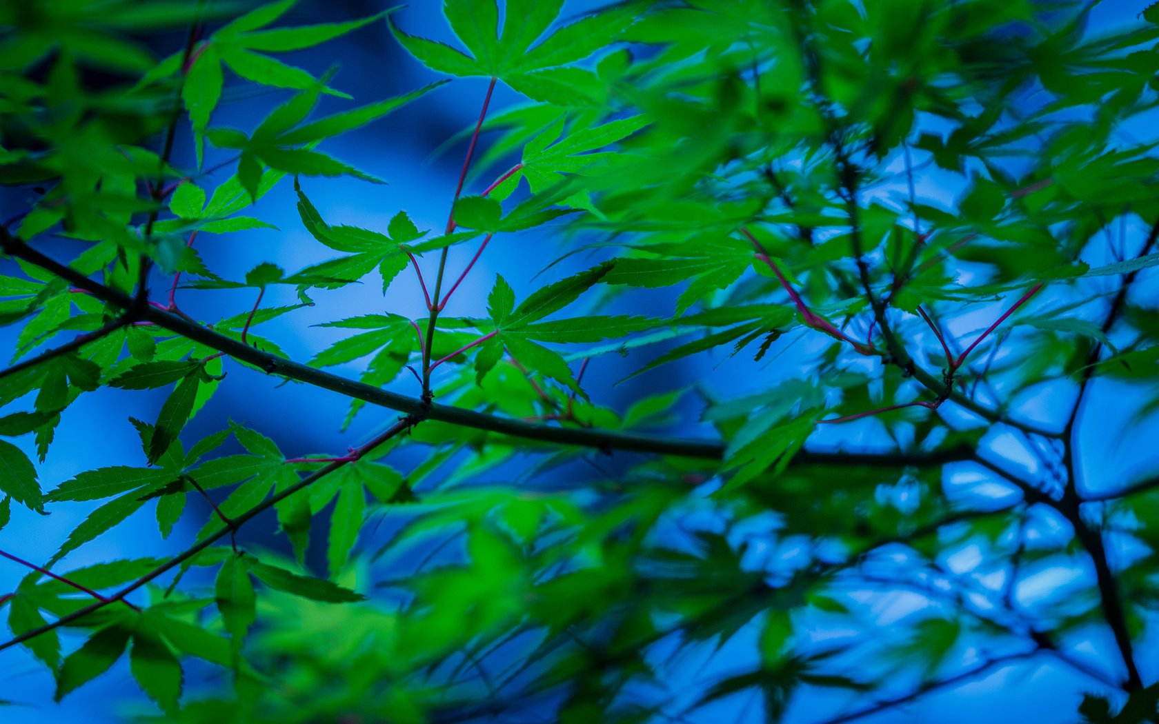 Обои дерево, листья, ветки, японский клен, tree, leaves, branches, japanese maple разрешение 2048x1365 Загрузить