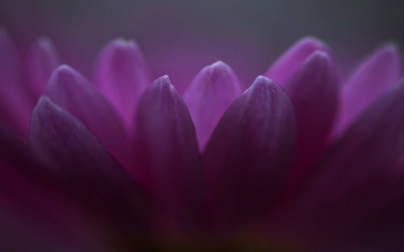 Обои цветы, макро, лепестки, фиолетовые, хризантема, flowers, macro, petals, purple, chrysanthemum разрешение 2048x1135 Загрузить