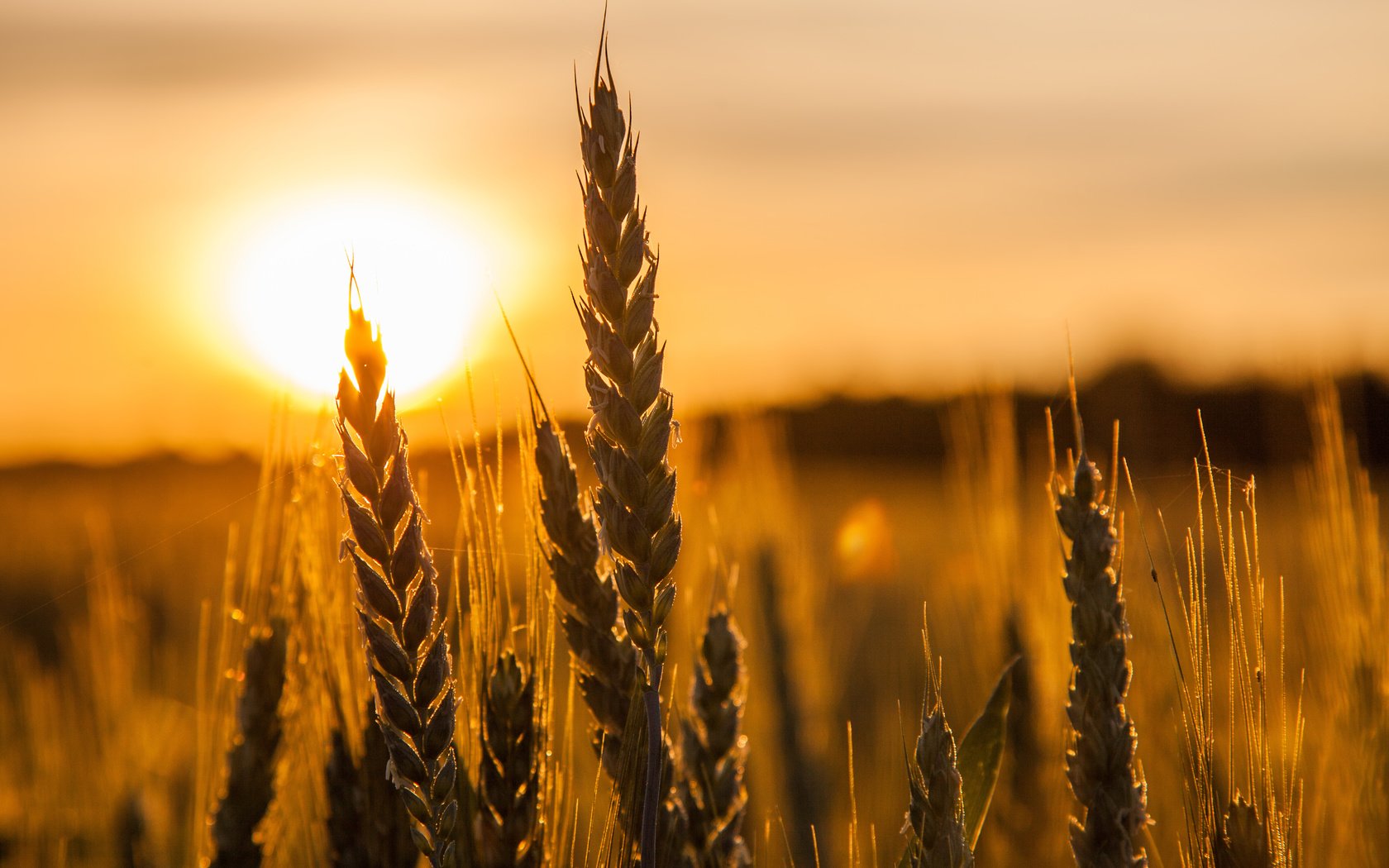 Обои солнце, природа, макро, поле, колосья, пшеница, the sun, nature, macro, field, ears, wheat разрешение 5033x3256 Загрузить